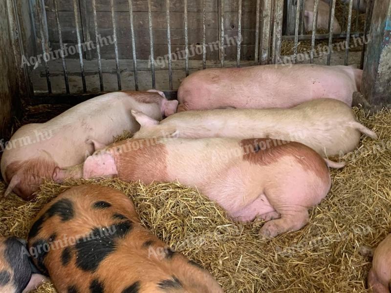 Товне свиње месног типа на продају из Меликута (жупанија Бач-Кишкун)