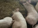 Избачени тов свиња на продају из Меликута (округ Бач-Кишкун)