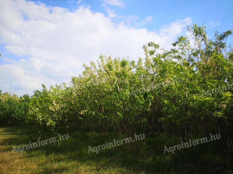 For sale forest with land in Balástya