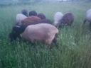 For sale in June shed racka mothers and others