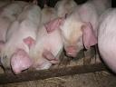 13 świnia turkusowa do wyboru na sprzedaż