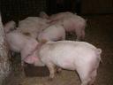 13 turquoise-nosed pig of choice for sale