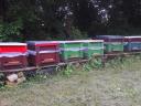 Prodaja čebeljih družin, družin za zalego