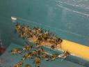 Bee families, brood families for sale