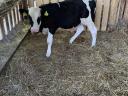 For sale a 4 month old bull calf