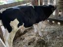 For sale a 4 month old bull calf