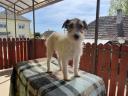 3 purebred fox terrier puppies for rehoming