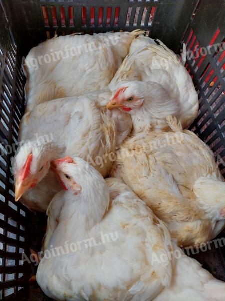 Beli piščanec 1,2-1,5 kg za prodajo v Debrecenu