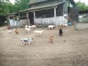 Nine-week-old farmyard piglets