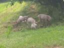 Nine-week-old farmyard piglets