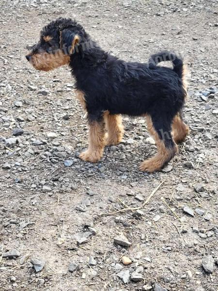 Welsh terrier puppy