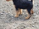 Welsh terrier puppy