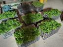 Parsley, chopping parsley for sale