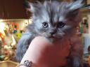 Purebred Persian kitten