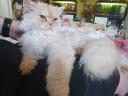 Purebred Persian kitten