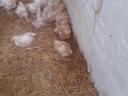 Претходно узгајана пилетина стара 3 недеље