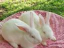Pannonisches weißes Kaninchen zu verkaufen
