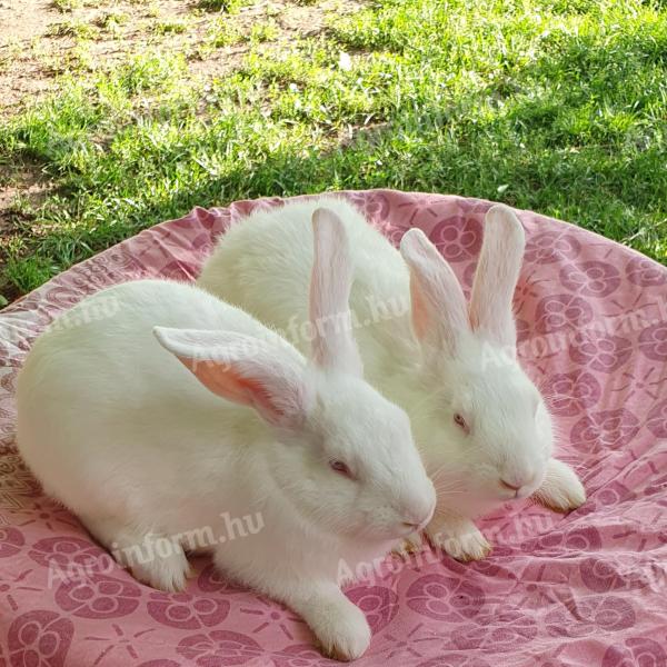 Pannonisches weißes Kaninchen zu verkaufen