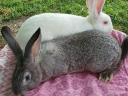 Pannonian white rabbit for sale