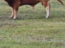 2017 Limousin breeding bull