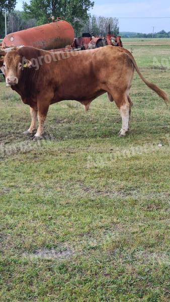 2017 Лимузен приплодни бик