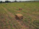 Alfalfa for sale