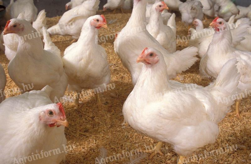 0,5 kg holandského bílého hybridního kuřete k dispozici