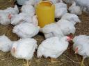 0,5 kg Dutch white meat hybrid chicken available