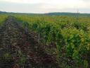 Cellar and vineyard for sale in Abasar