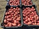Krompir, nov, živilski izdelek za prodajo v Mórahalmon