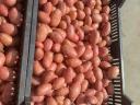 Kombajn za pobiranje krompirja za prodajo v Mórahalom