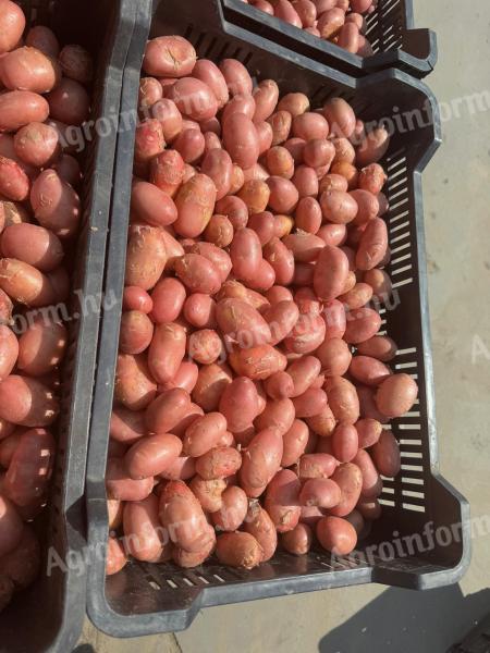 Recoltător de cartofi de vânzare în Mórahalom