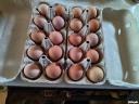 Guinea fowl eggs for hatching