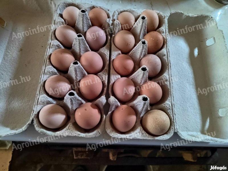 Ouă de găină de Guineea pentru incubație
