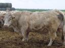 Plemenný býk Charolais na prodej