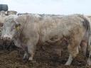 Plemenný býk Charolais na prodej
