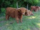Bikovi i volovi iz Škotskog gorja