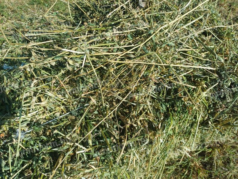 Kisbálás lucerna – prémium minőség