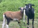 Kameruni bárány,  kameruni kosbárány,  kameruni kos