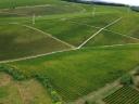 Eladó 8,2 hektár szőlőterület a Villányi Borvidéken