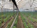 Prodaje se 6,1 hektar zatvorenog vrtlarstva s vlastitim termalnim izvorom u Tiszakécske-Kerekdombu