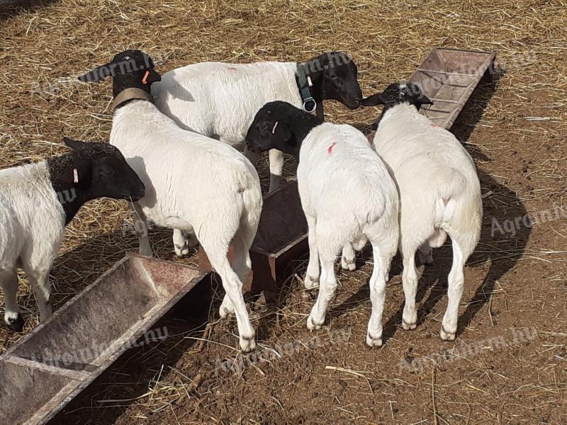 Dorper törzstenyésztőtől 10-12 hetes külföldi vérvonalú kos bárányok eladók
