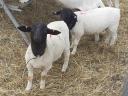 Dorper törzstenyésztőtől 10-12 hetes külföldi vérvonalú kos bárányok eladók