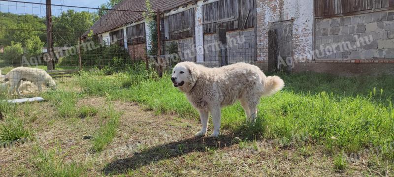 Kuvasz kiskutya