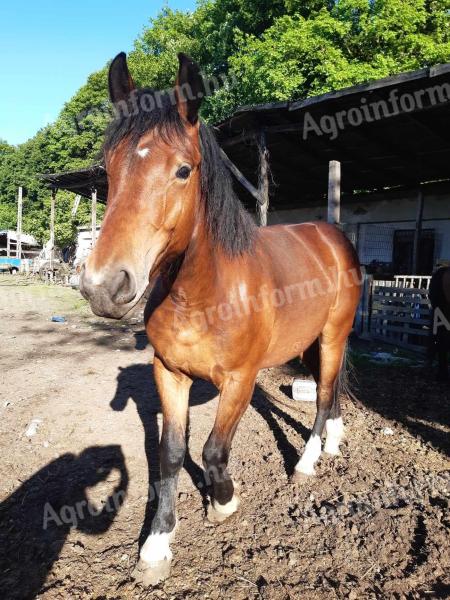 Eladó őshonos muraközi kanca csikók