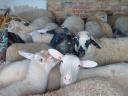 Eladó bárányok