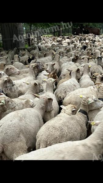 Ovce na prodaju