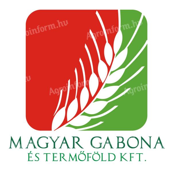 Barley, wheat purchase with or without delivery in Eastern Hungary