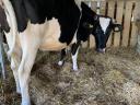 Eladó egy vemhes Holstein-fríz tehén