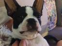 Törzskönyvezett Boston terrier kiskutyák eladók